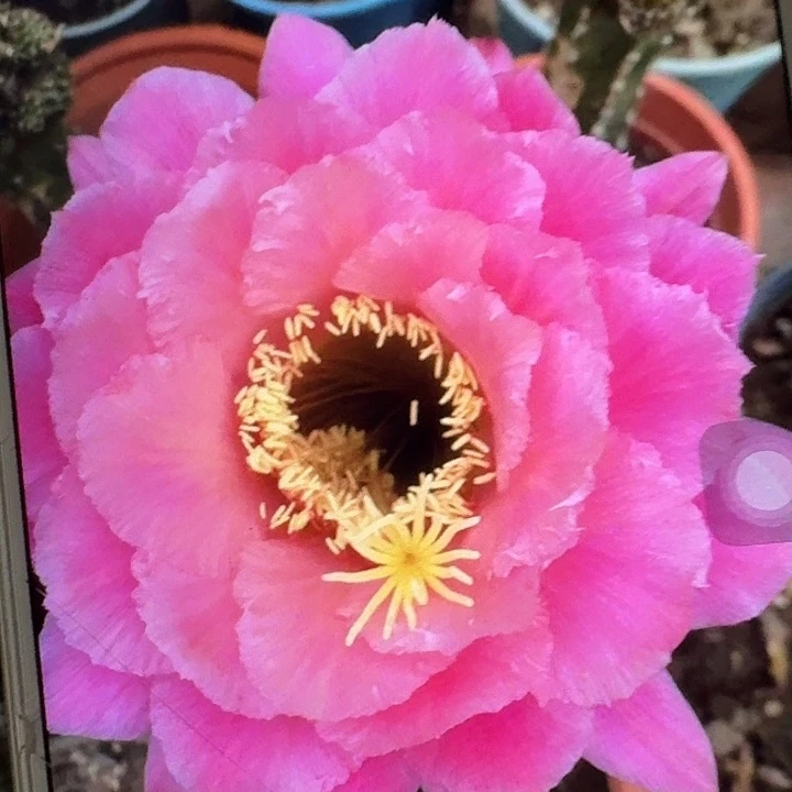 糖果侧芽5公分左右毛花柱（20包邮）