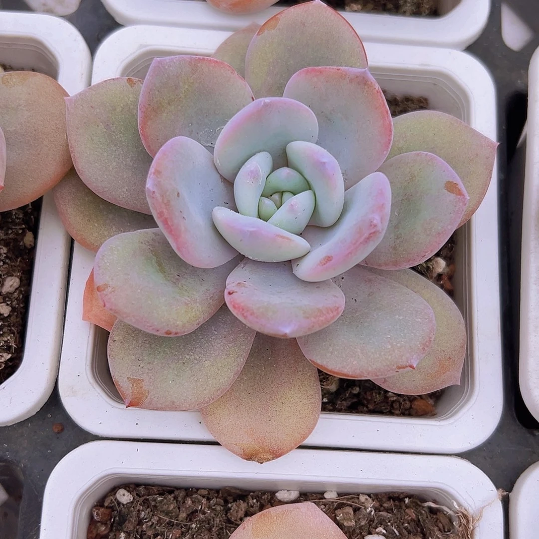 大单头奶茶19包邮多肉