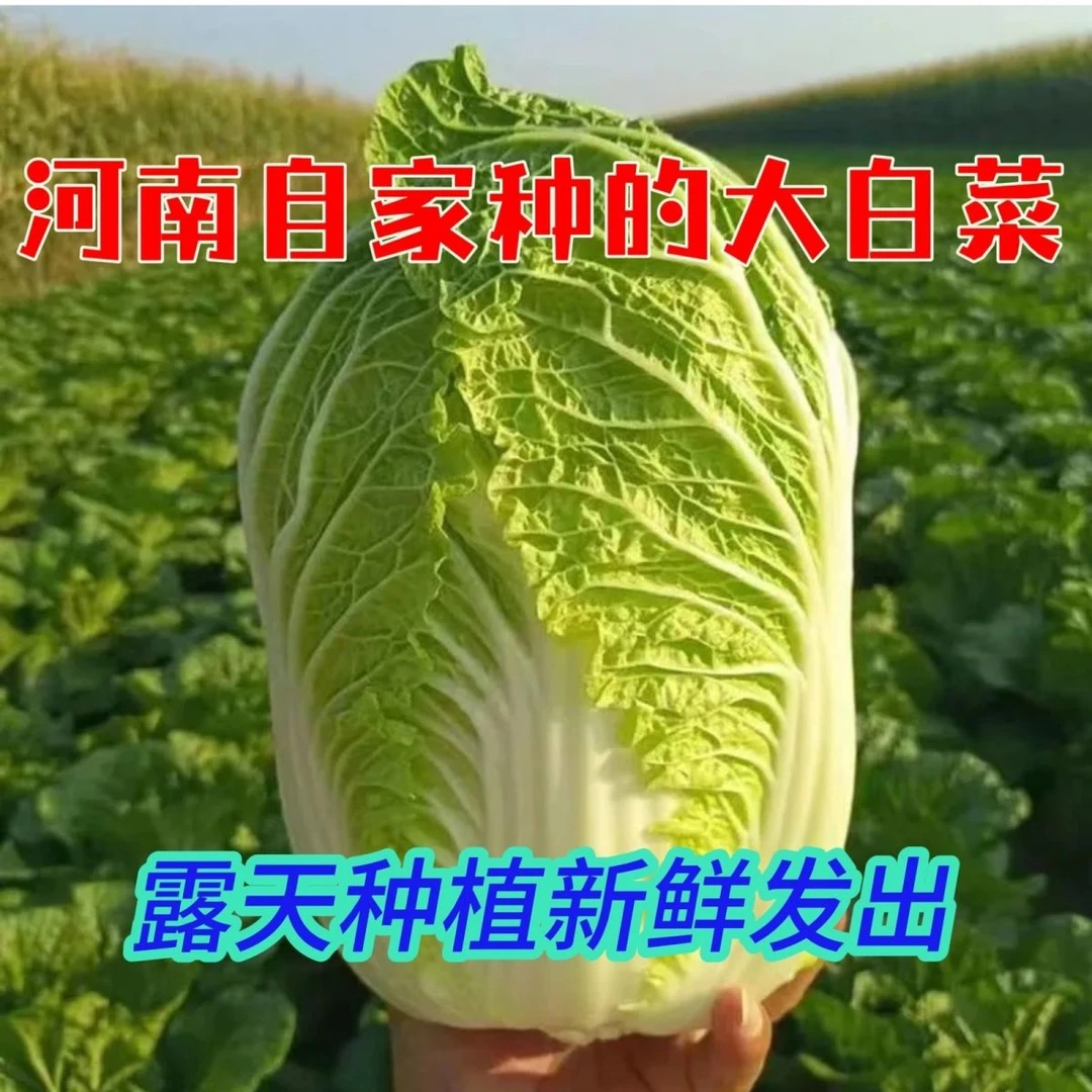 河南大白菜露天包头白菜农家新鲜时令蔬菜现摘酸辣火锅菜便宜
