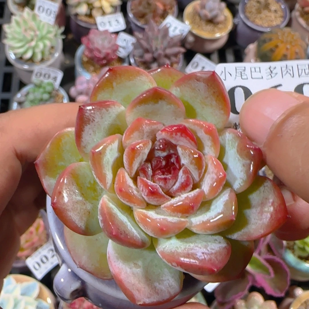 AR小尾巴5CM迷你拇指盆栽精控多肉069