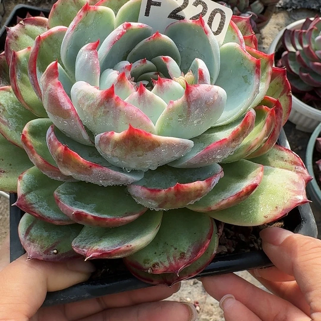 惊鸿惊鸿惊鸿 220..........