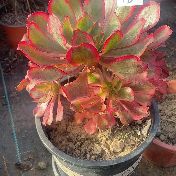 法师植物魅影法师495