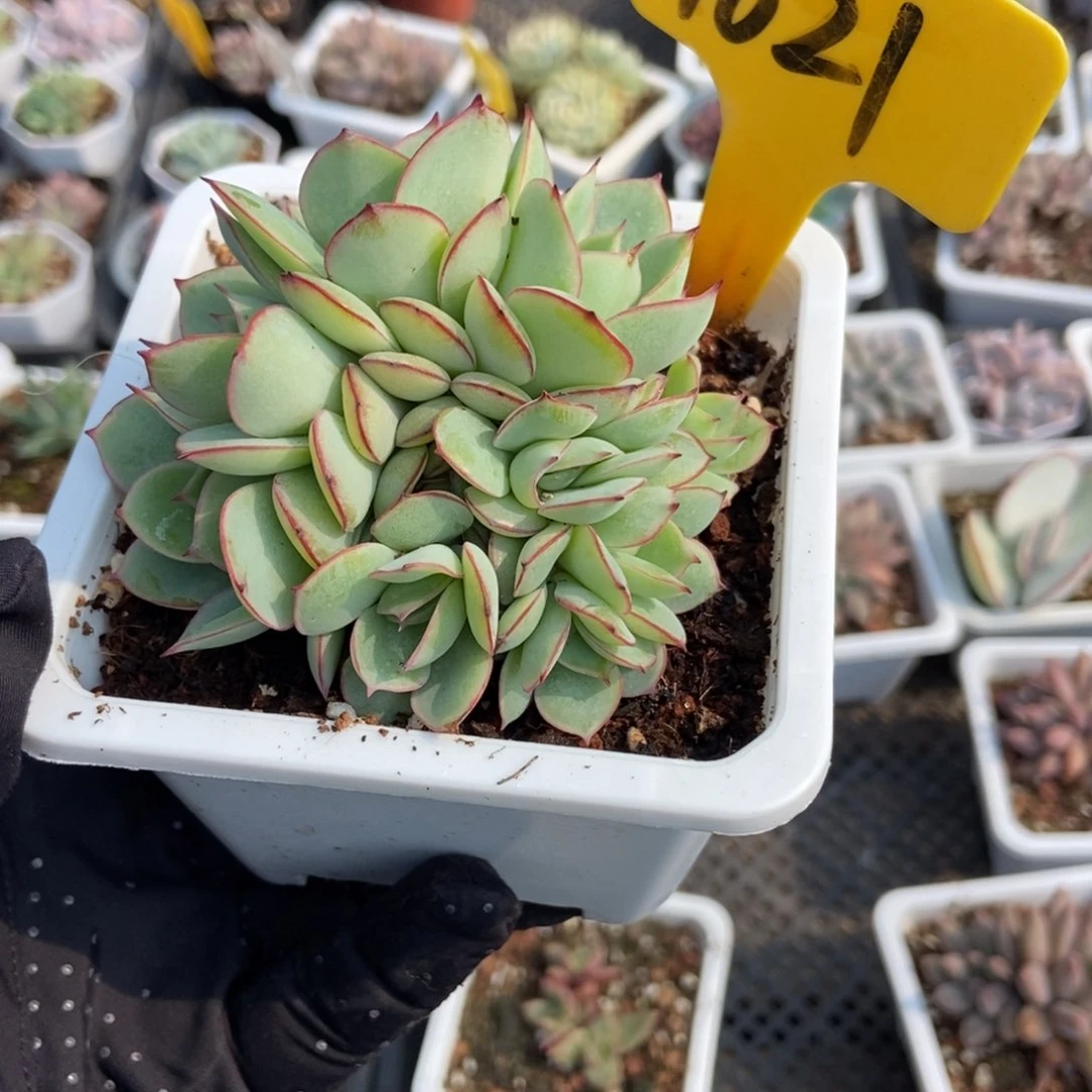 1621牡丹亭多肉植物保护