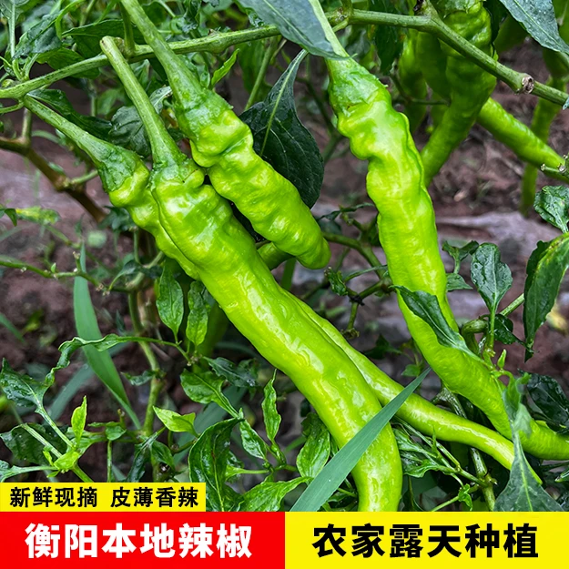 衡阳本地辣椒茄子当季新鲜蔬菜青辣椒露天种植田间现摘直发3斤装