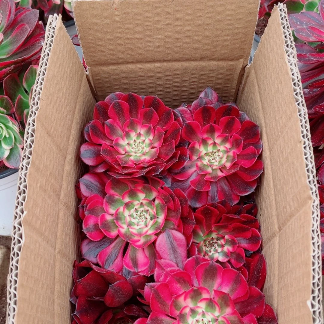 小苗组合2号量拍多肉法师