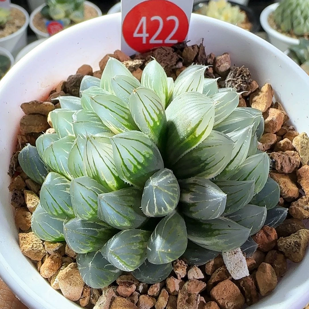 422号双头蓝光霓虹灯糊斑一物一拍带盆土
