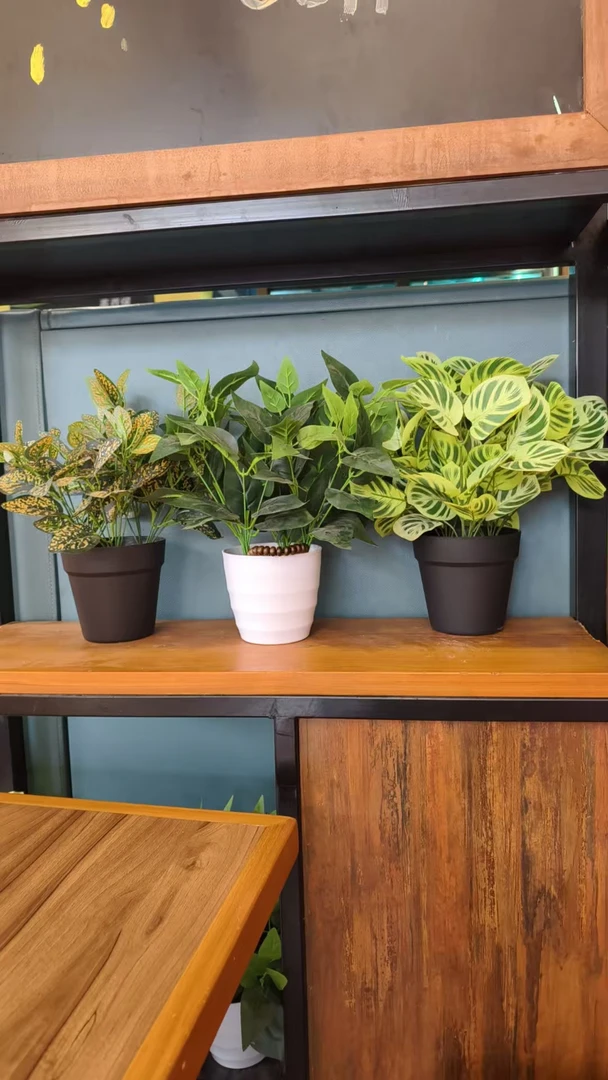 沉香十二算盘多样性发一...