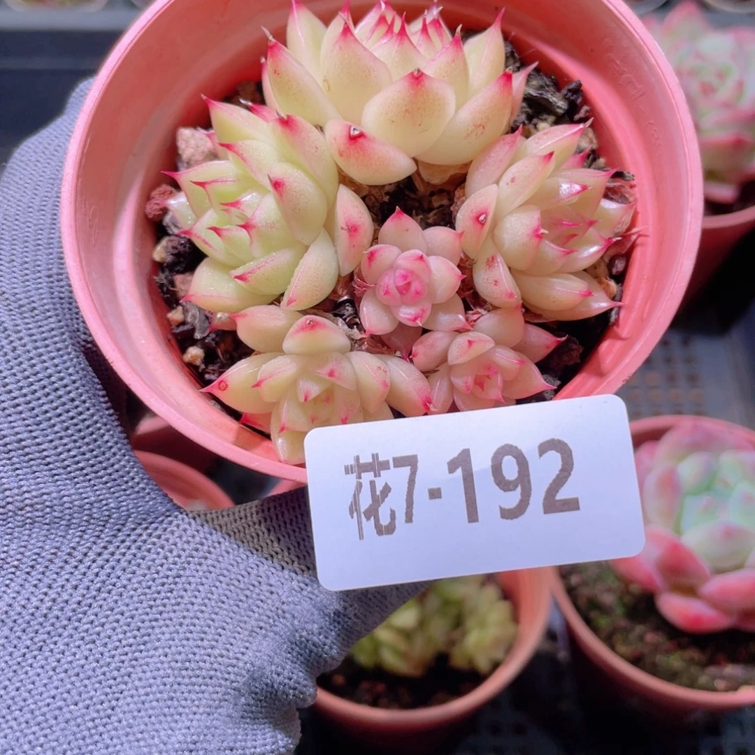花利美 7-192麦秆群