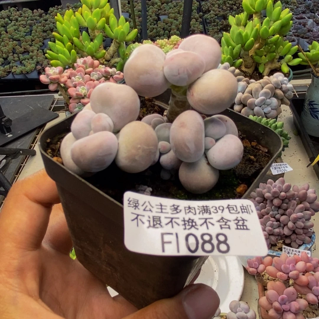 088芭比奶多肉6c m