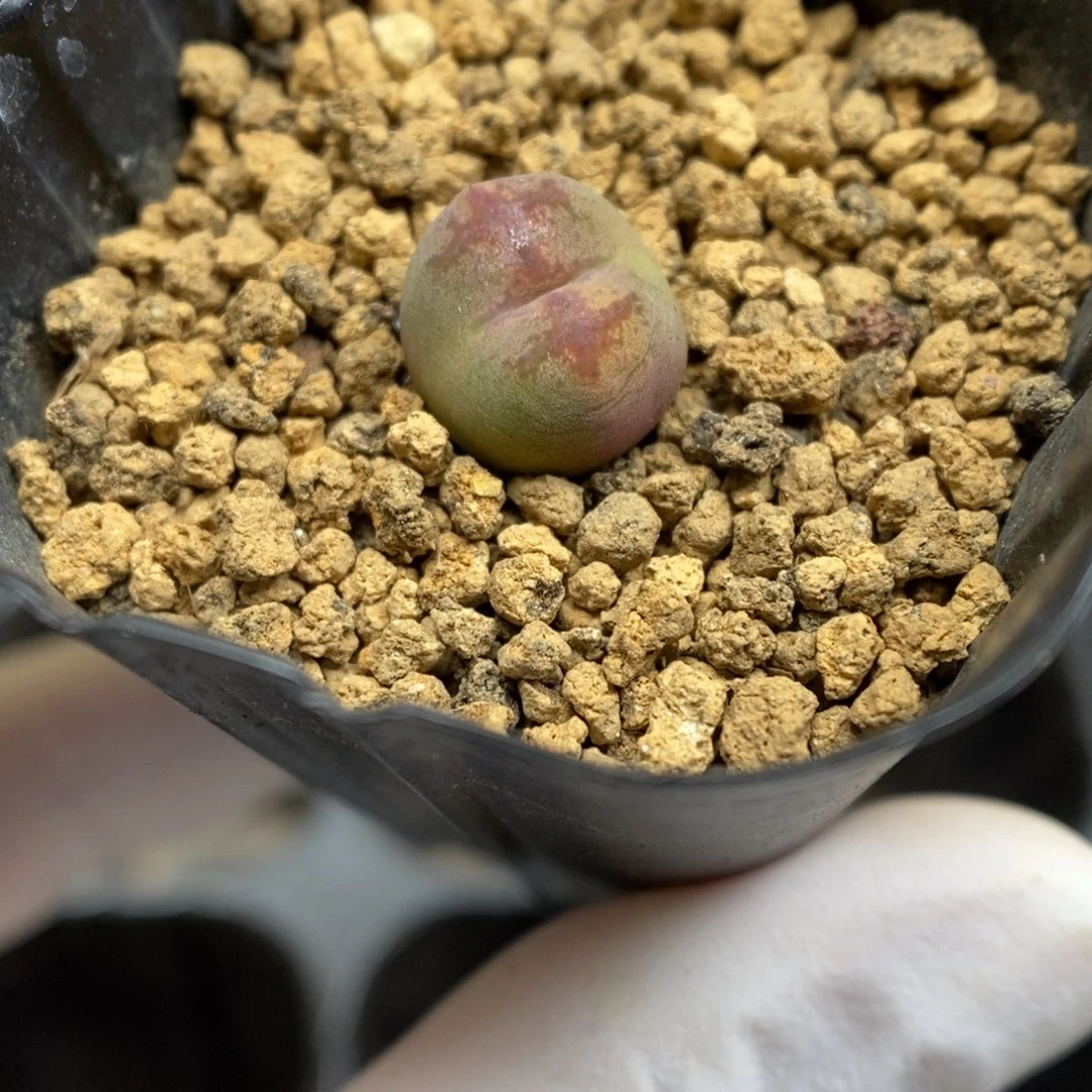 多肉植物肉锥杂交K-5263 毛杂勋章