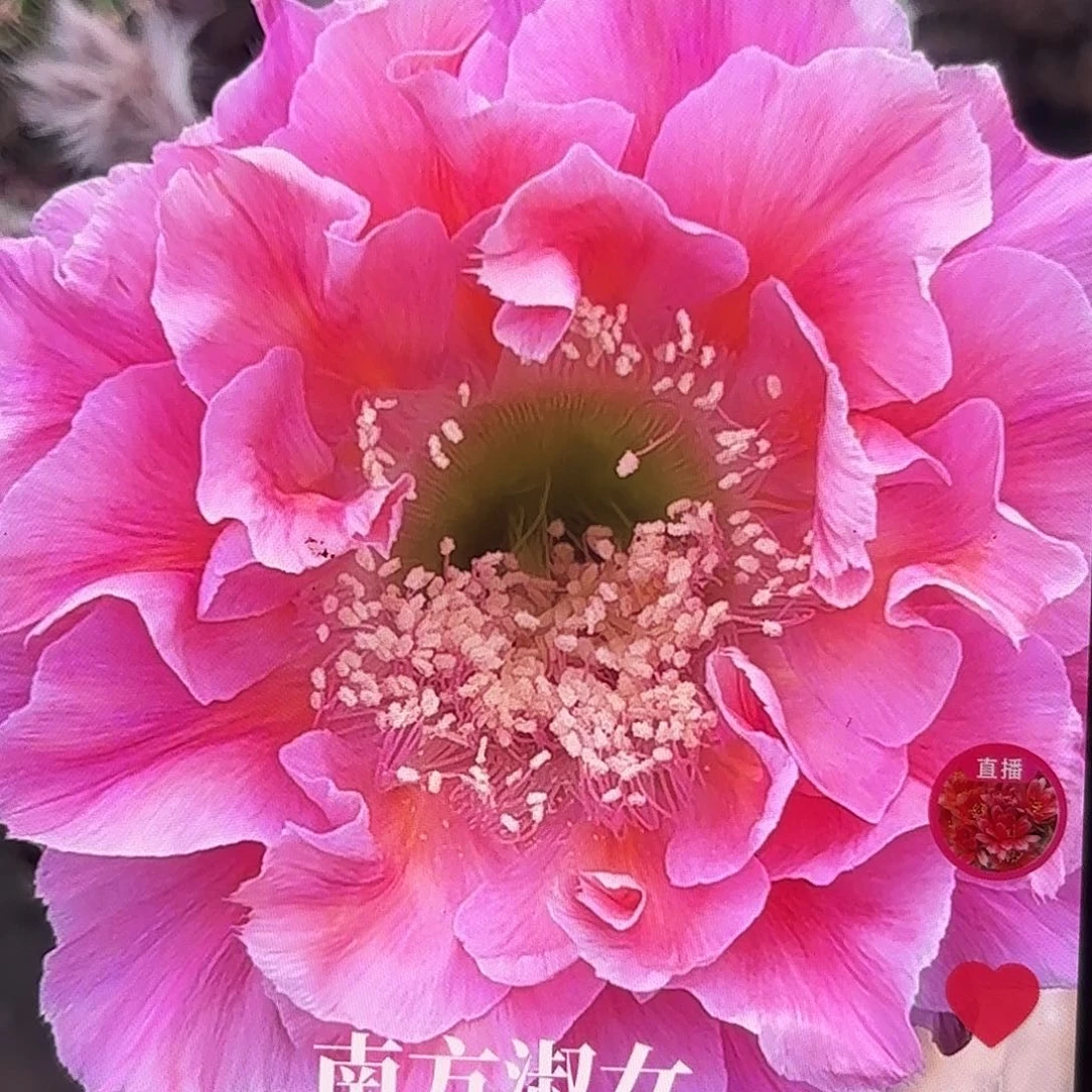 南方淑女彩侧牙20包邮仙人球24