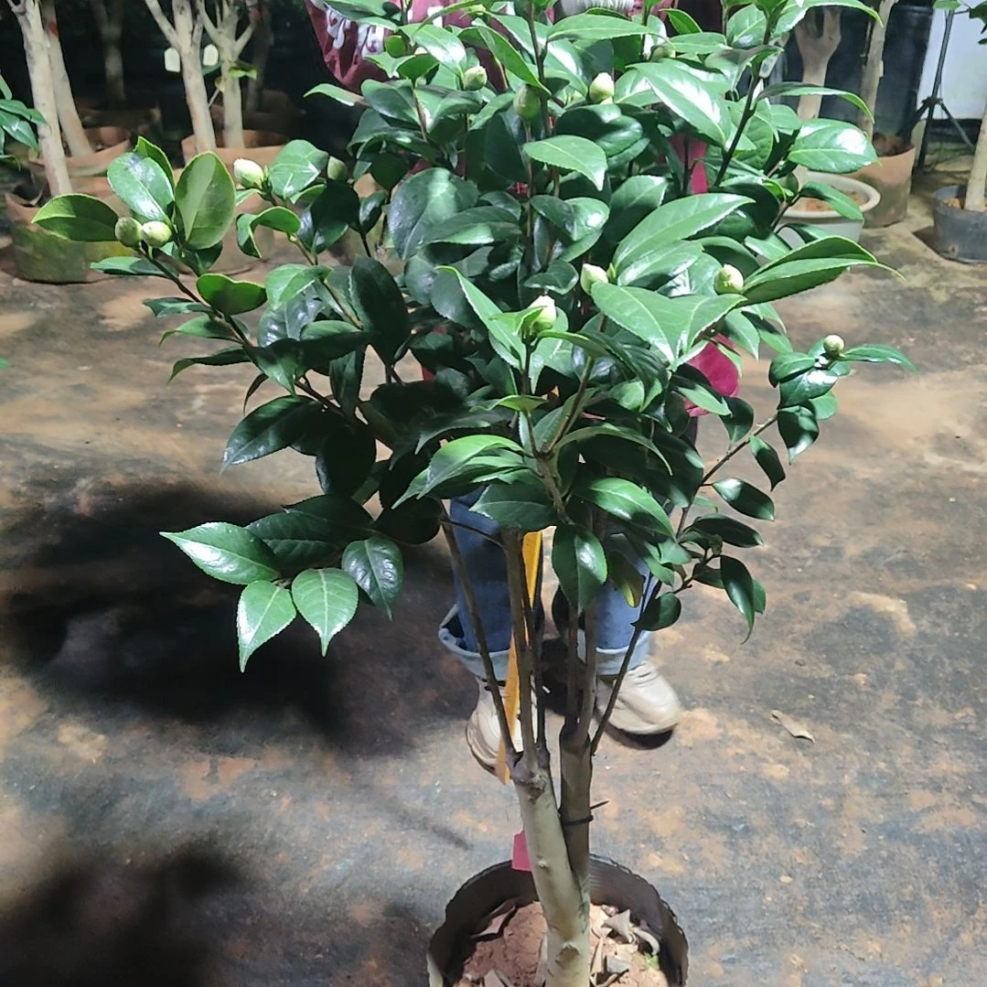 全部花苞心愿茶花不包邮