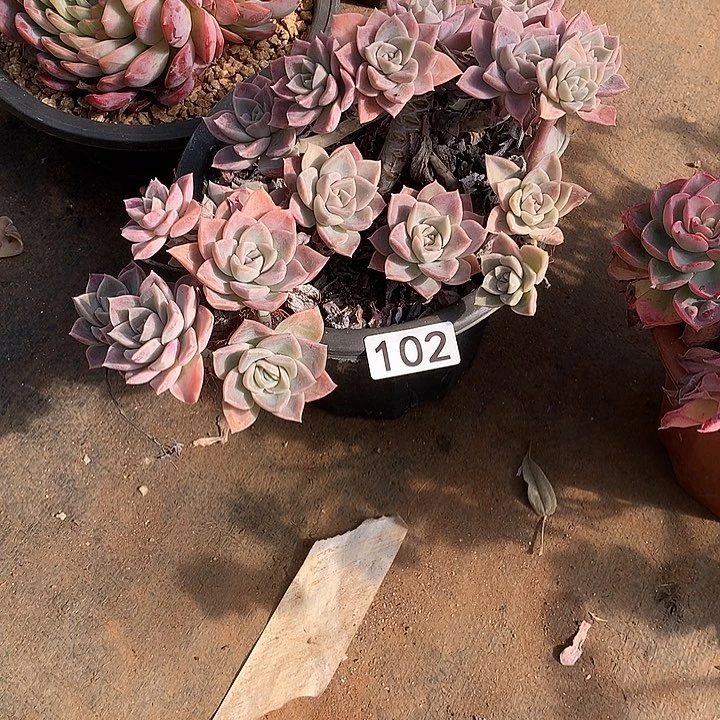 102哈利 一物一拍多肉