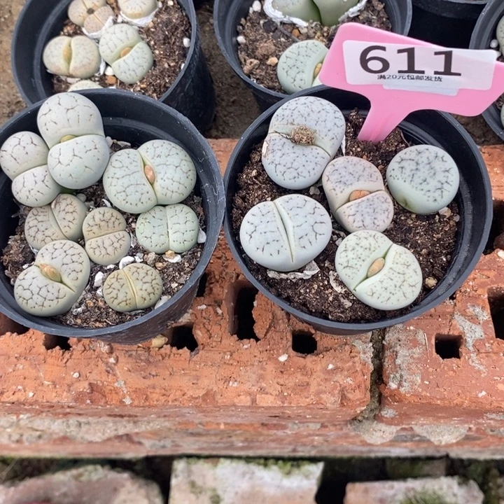 我***我生石花等植物的生长611