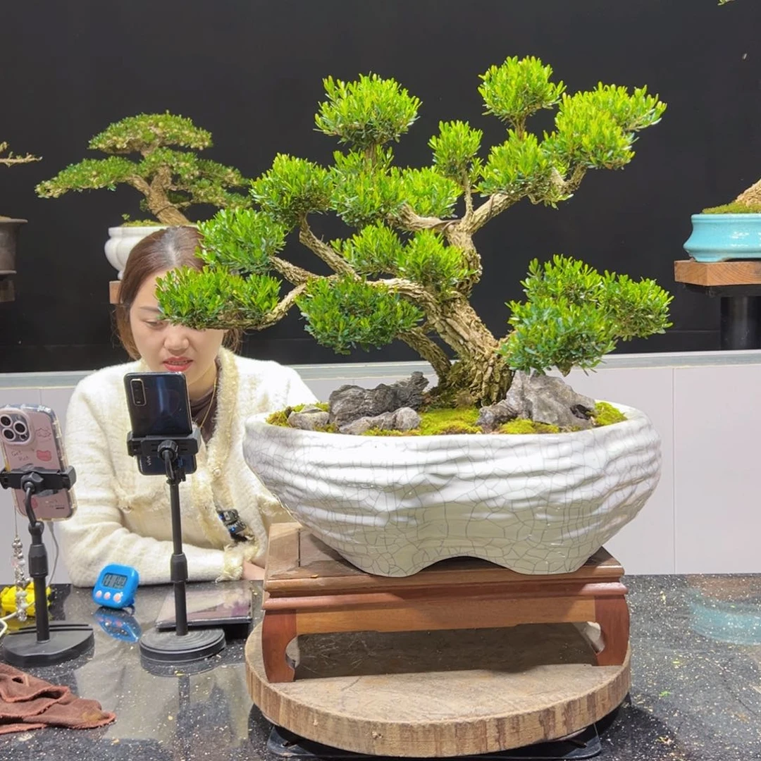 黄杨盆景老桩四季长青