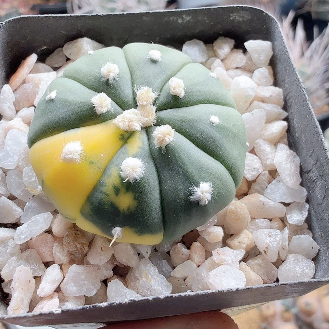 实生兜锦脱土发货