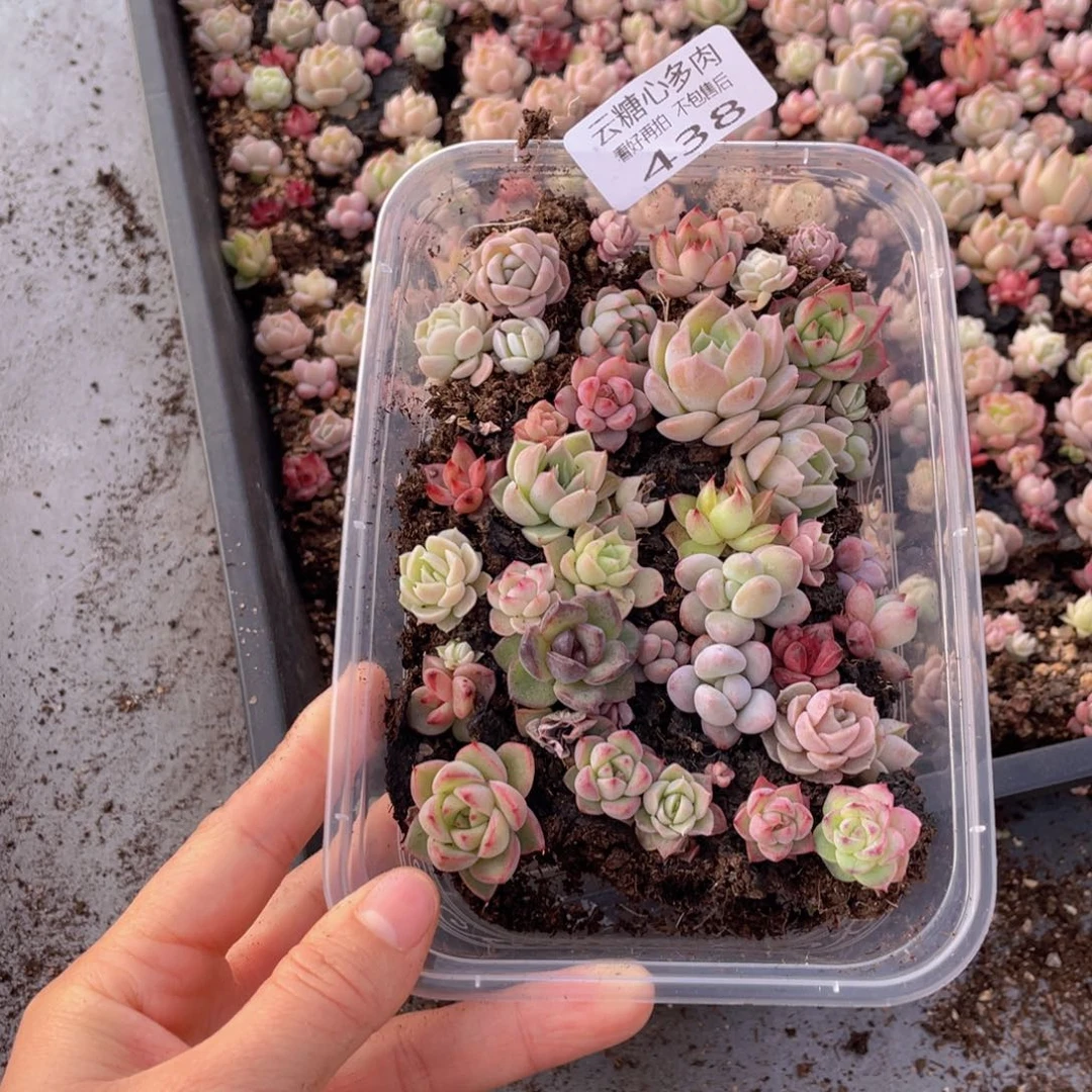 云糖心多肉植物438
