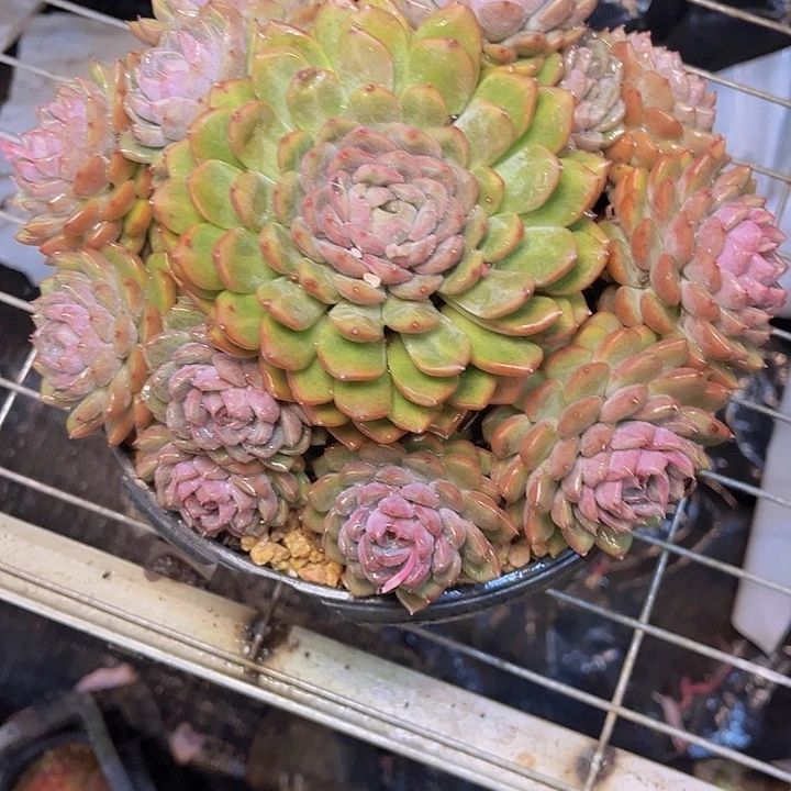 红***萍一个人不容易吧哈哈是一天