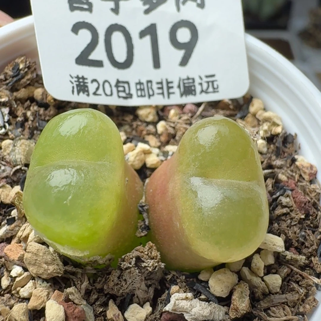 双头o泡带盆土。