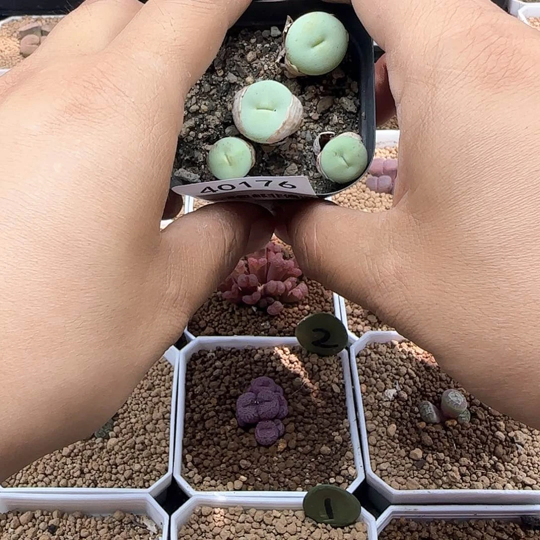 七***呀开播福利来啦40176