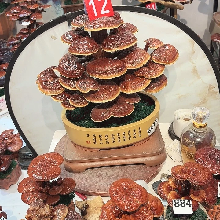 无花朵灵芝88888888888888888888