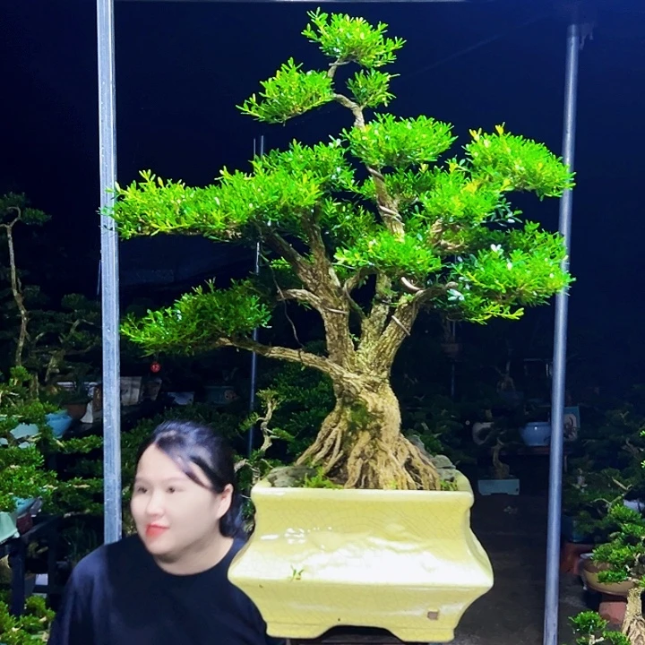 庞***涛无花朵黄杨木