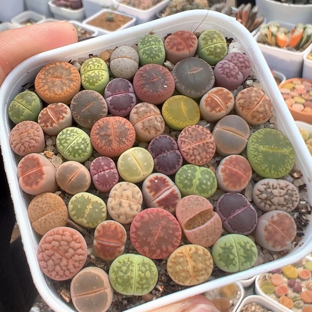 172多肉植物种类