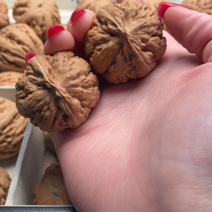 范***面霸王龙全品无修一刀没动