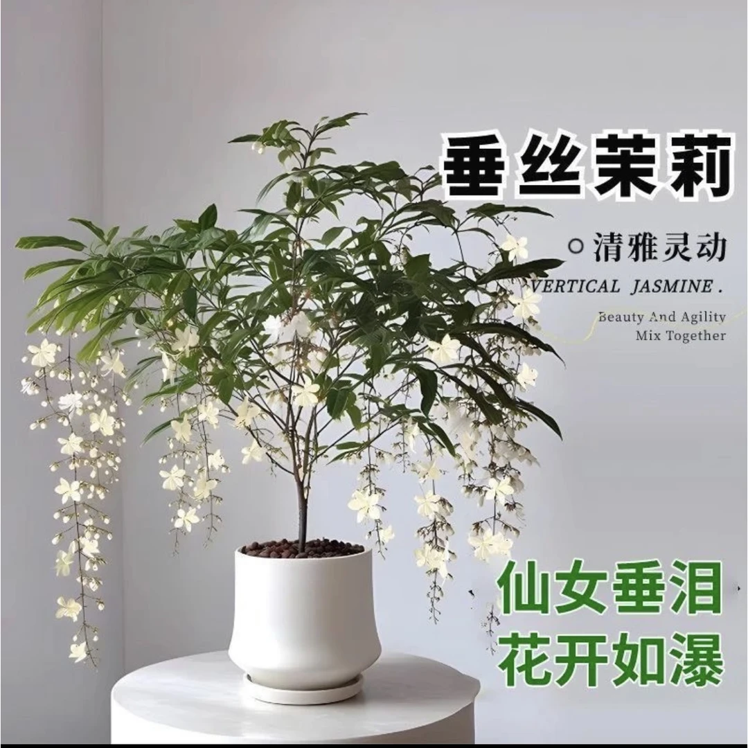 （新疆包邮）垂丝茉莉盆栽办公室客厅桌面植物