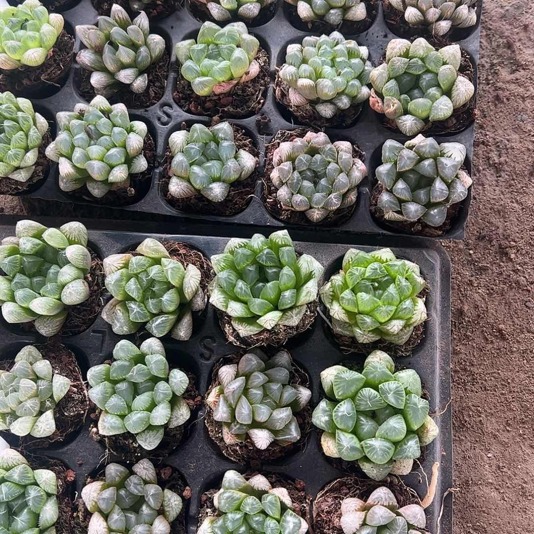 50孔玉露20颗瑕疵不售后量拍