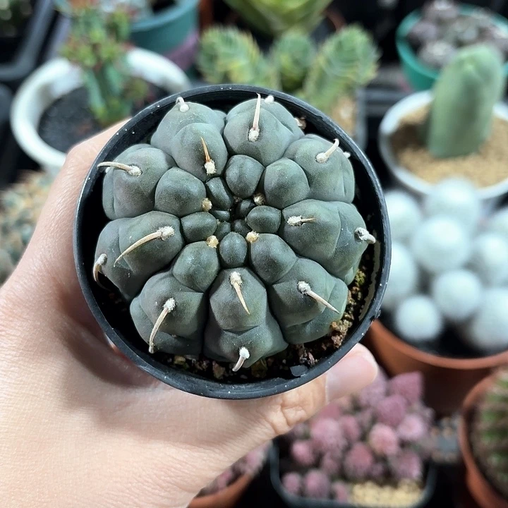 未**远一本刺仙人球123