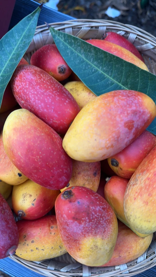 攀枝花七彩小金凤贵妃芒爆汁甜甜果零食特产果