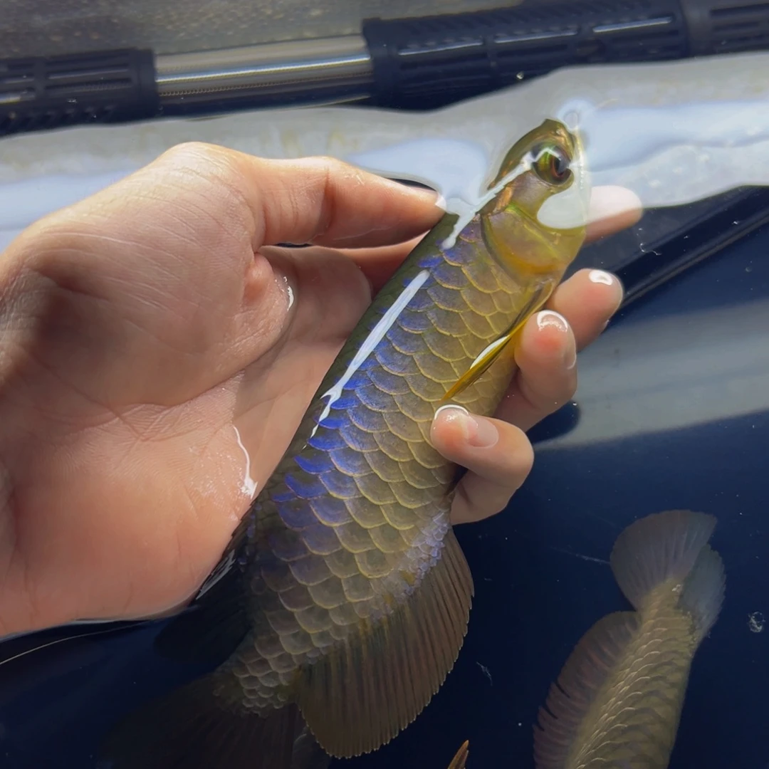 龙鱼热带鱼观赏鱼金龙鱼