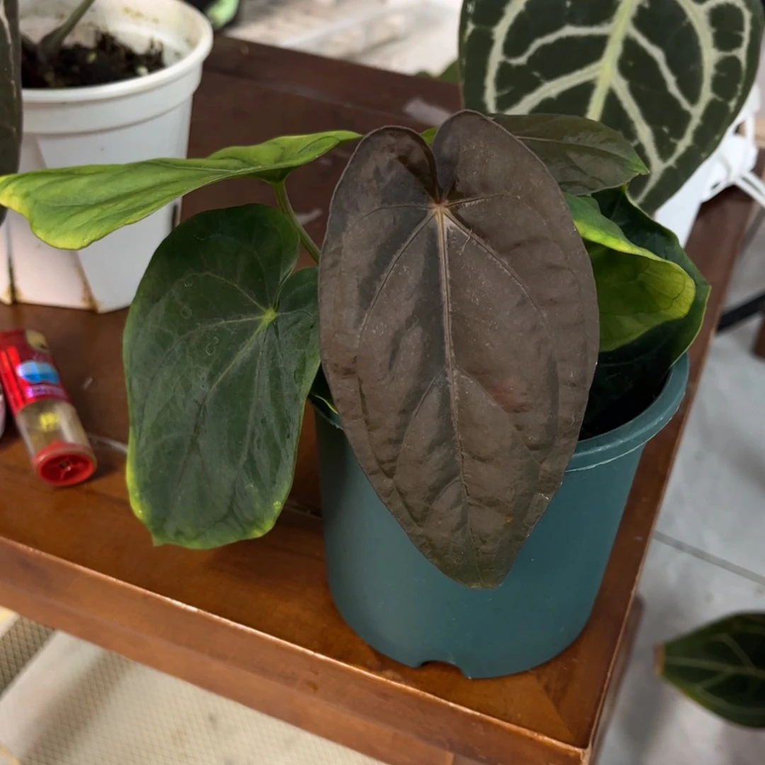 无花朵戴斯侧芽8678