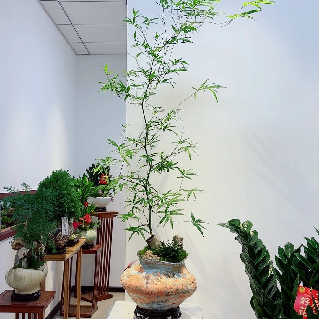 无花朵君**?高端盆景一物一拍