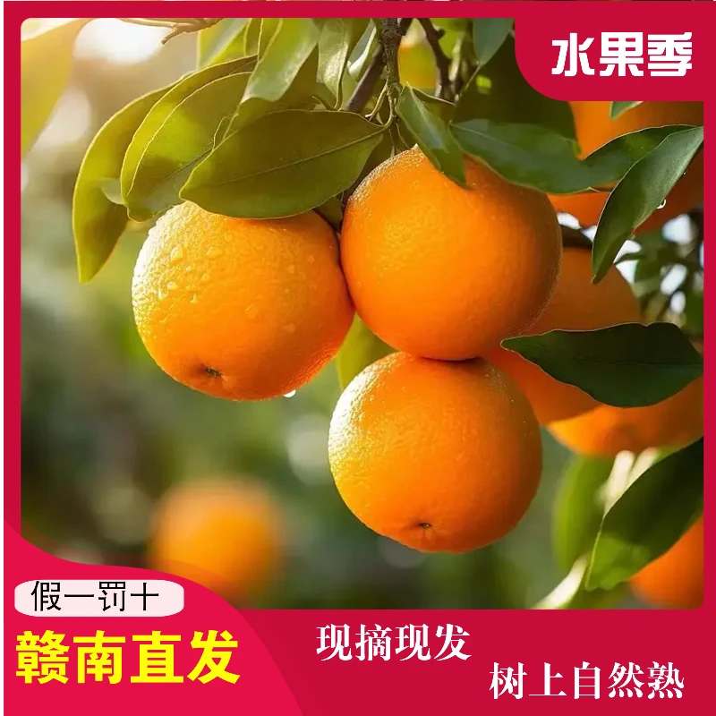 【精品果】赣南脐橙产地直发新鲜采摘包邮皮薄肉嫩多汁江西赣南脐橙