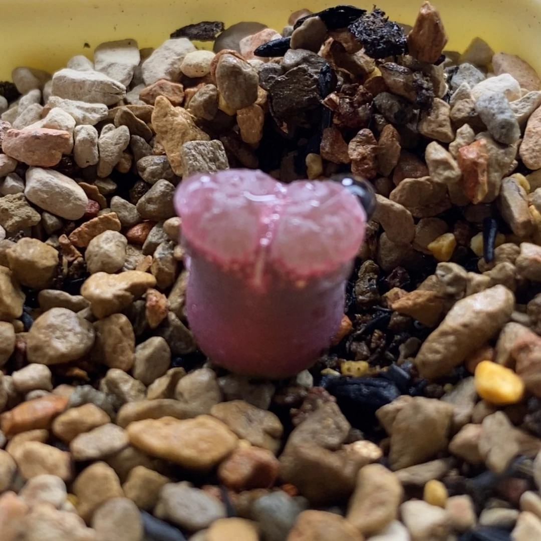 火大种缘y345极光风铃