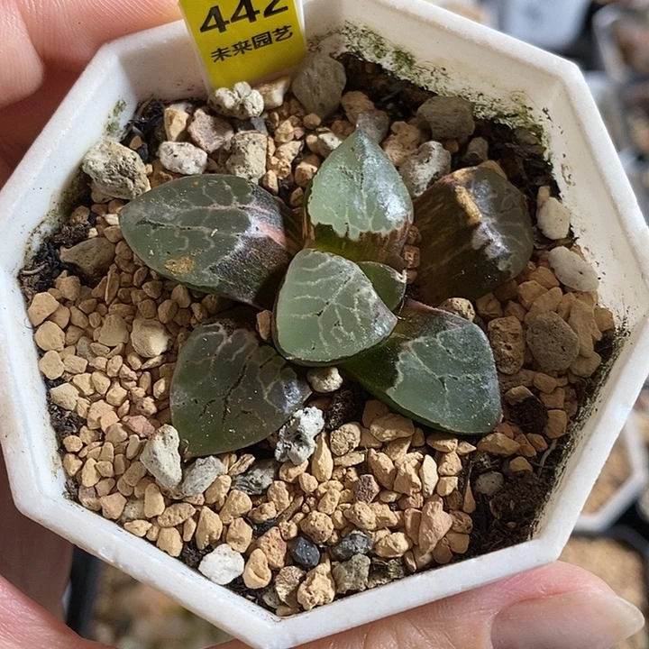 442火凤凰克锦一物一拍