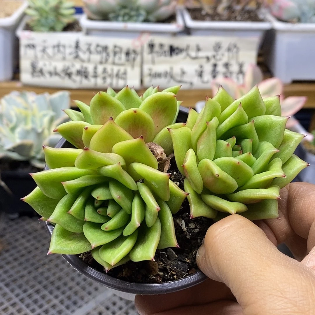 27129 蔷薇玛利亚自然群