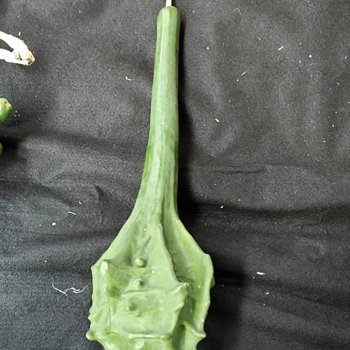 大叶紫檀（黑酸枝木类）