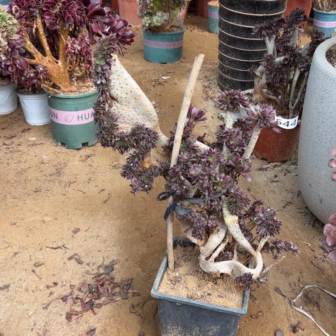 有伤黑缀644高度44厘米