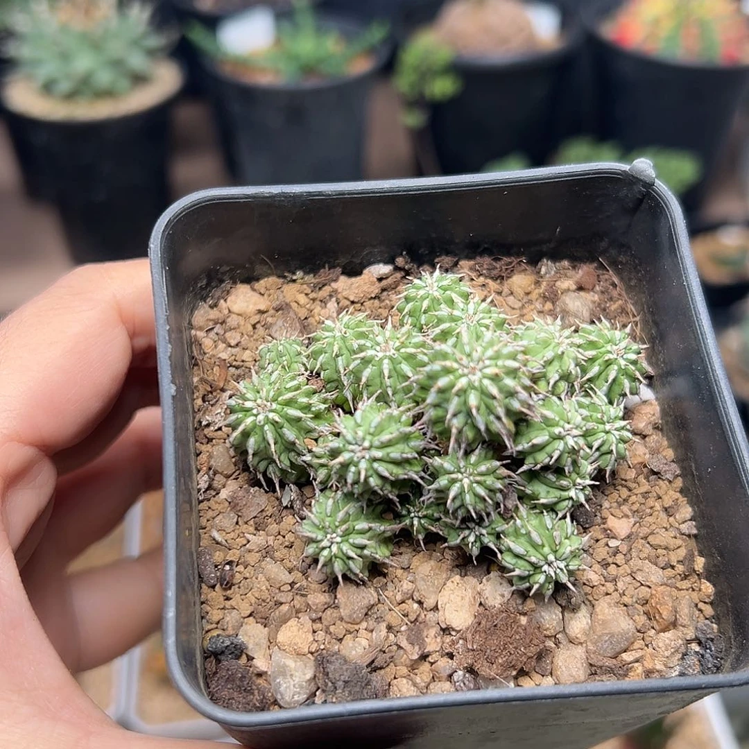 丰收大戟自根群一颗