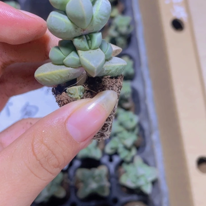 102精品鹿角海棠2颗一组