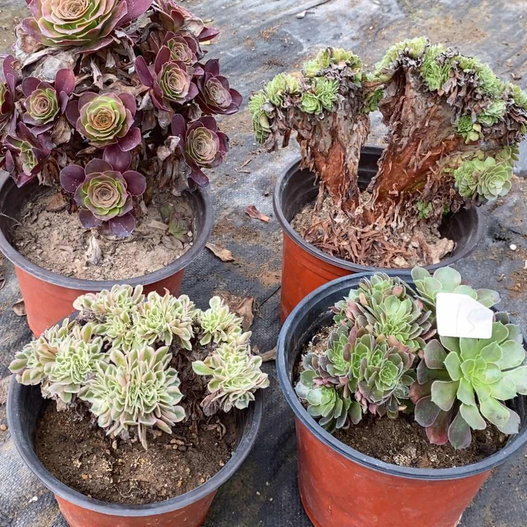 多肉植物组合拼盘15