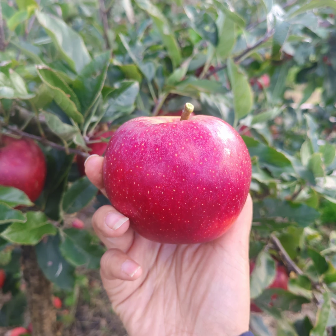 云南大理嘎啦苹果新鲜水果脆面甜多汁时间香甜老周卖藕用的bgm