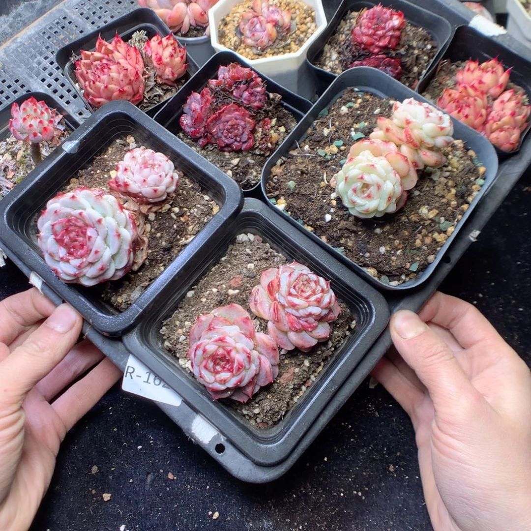 无花朵R162。yyyyyyyym