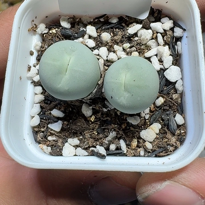 尉***你234 多肉植物多肉植物