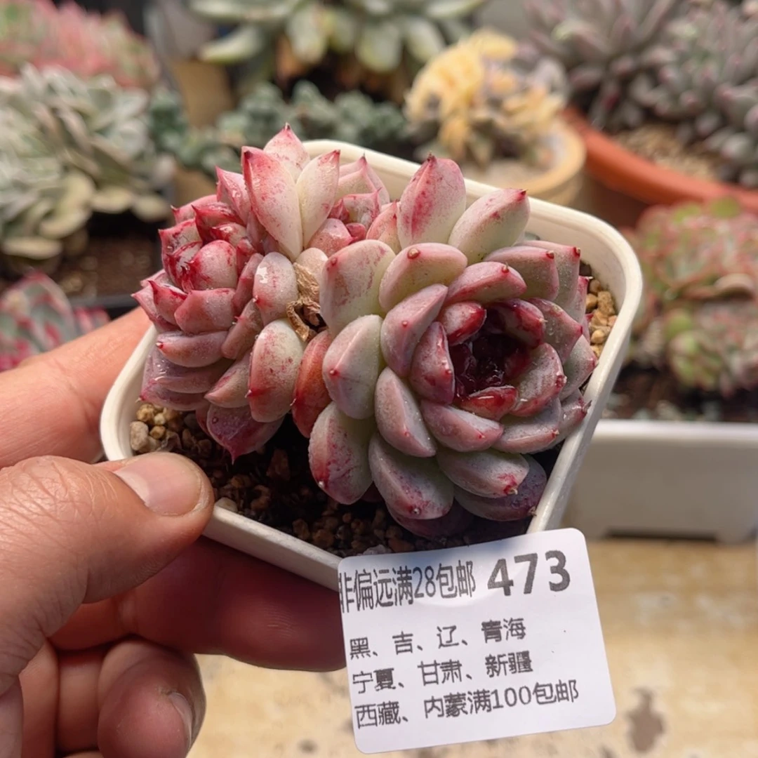 【闪购商品】473天鹅绒