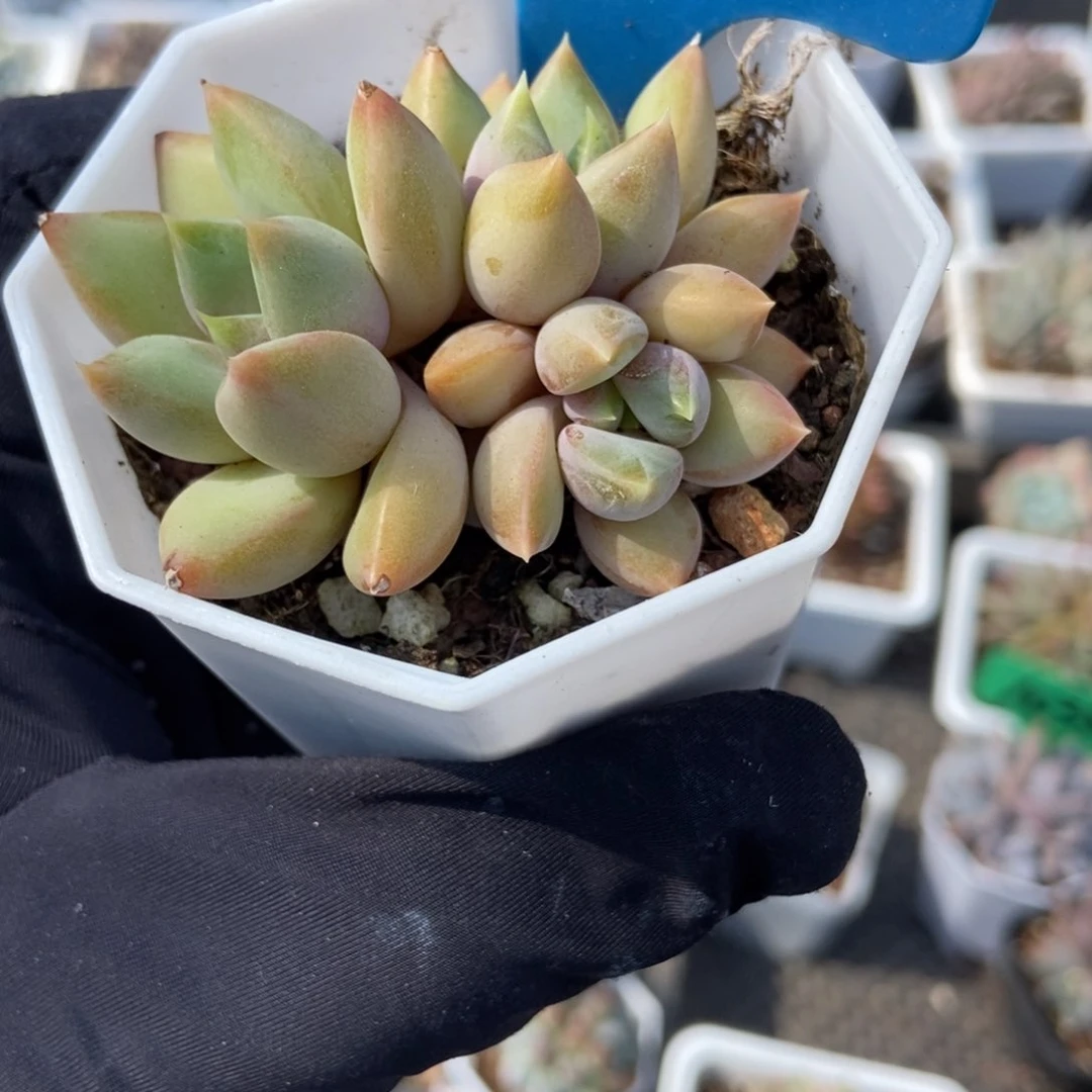952象牙多肉植物保护