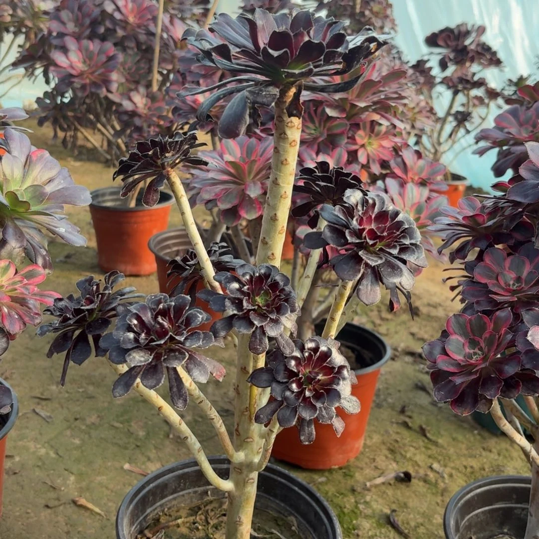 619墨法师多肉植物法师